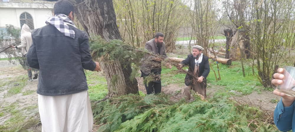 توزیع ۶۳۰ اصله نهال غیرمثمر برای سرسبزی نواحی ششم و هفتم کابل