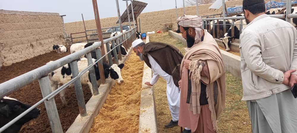 بازدید و نظارت از فارم‌های گاوداری جدید در ولایت فراه