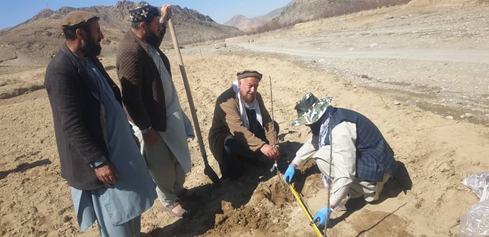 احداث ۲۰ قطعه باغ متراکم سیب در ولسوالی خاکجبار ولایت کابل