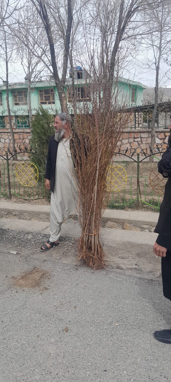 میدان وردګو کې د زرغونتیا د پیاوړتیا لپاره شاوخوا ۱۵ زره مثمر او غیرمثمر نیالګي ووېشل شول