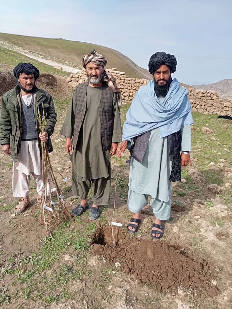 توزیع ۱۵۰۰ نهال اصلاح‌شده در ولسوالی چهارکنت بلخ