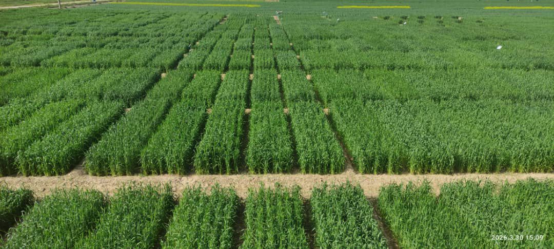 اجرای تحقیقات زراعتی در فارم تحقیقاتی دهدادی بلخ