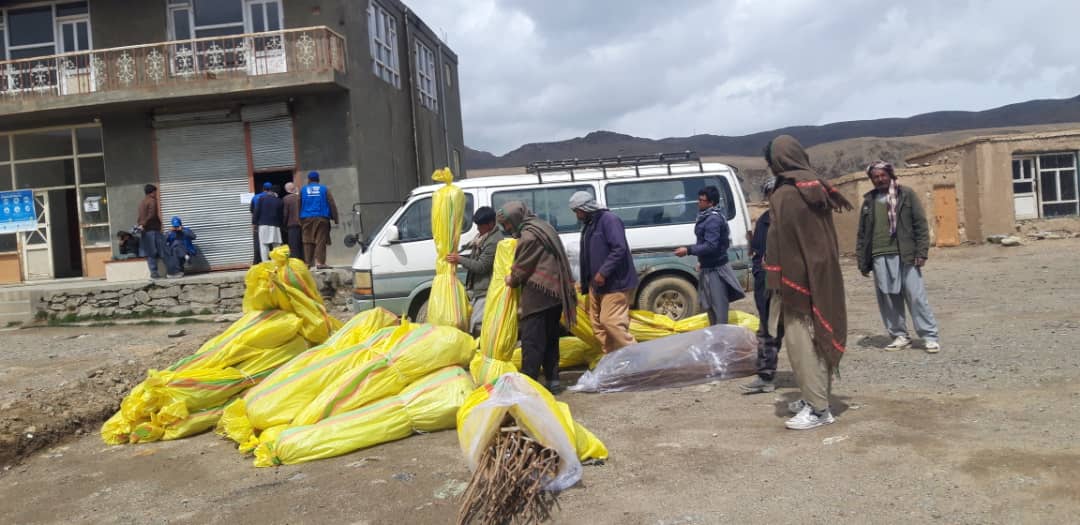 د میدان وردګو د بهسودو لومړۍ ولسوالی کې د شفتالو او ګیلاسو بڼونه جوړېږي