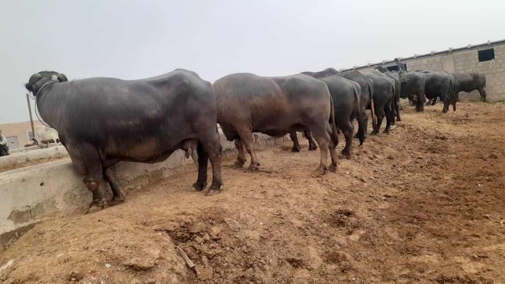 د قاچاقي څارویو پر وړاندې هلې ځلې، دا ځل د ۶۸ سره مېښو د قاچاق مخه ونیول شوه