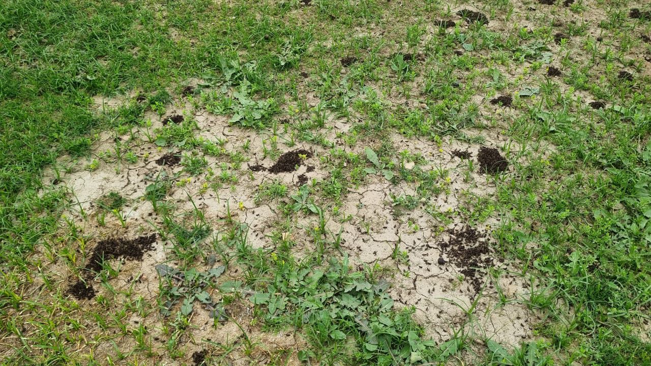 آغاز کمپاین مبارزه با آفت ملخ در ولسوالی‌های بلخ