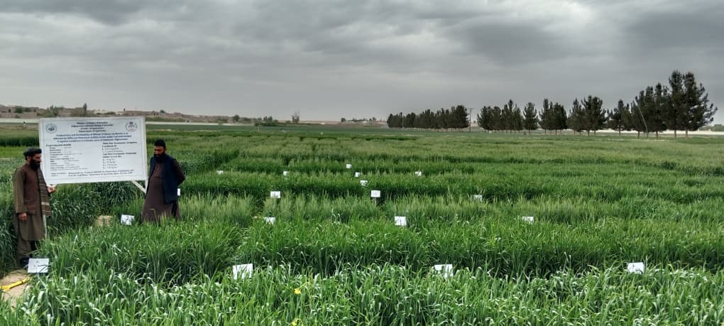 دهلمند ولایت کرنې ریاست اړوند څېړنیز فارم کې لسګونه کرنیزې تجربې تر لاس لاندې دي