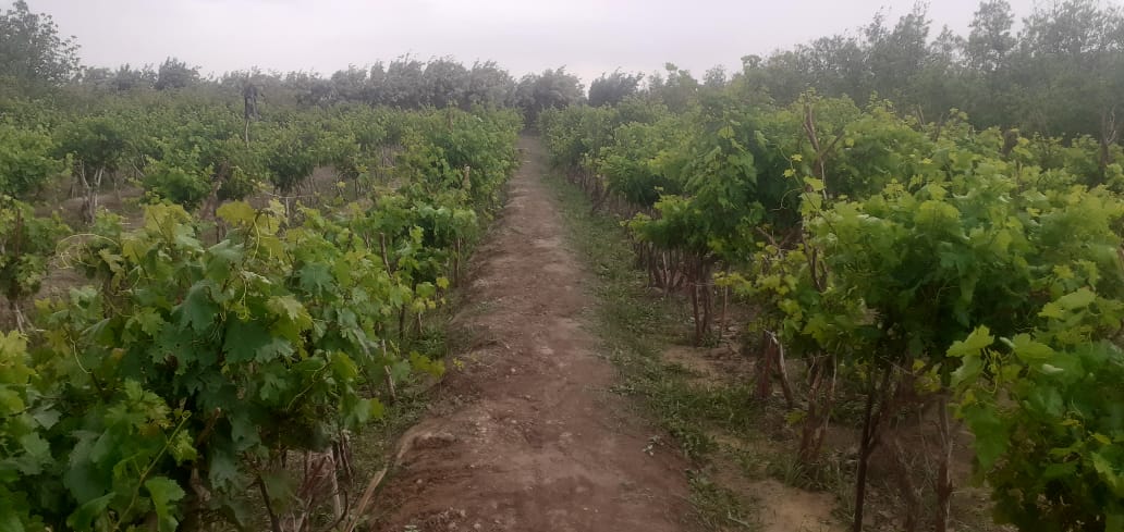 سفر رئیس زراعت نیمروز به ولسوالی کنگ و بررسی مشکلات دهقانان و مالداران