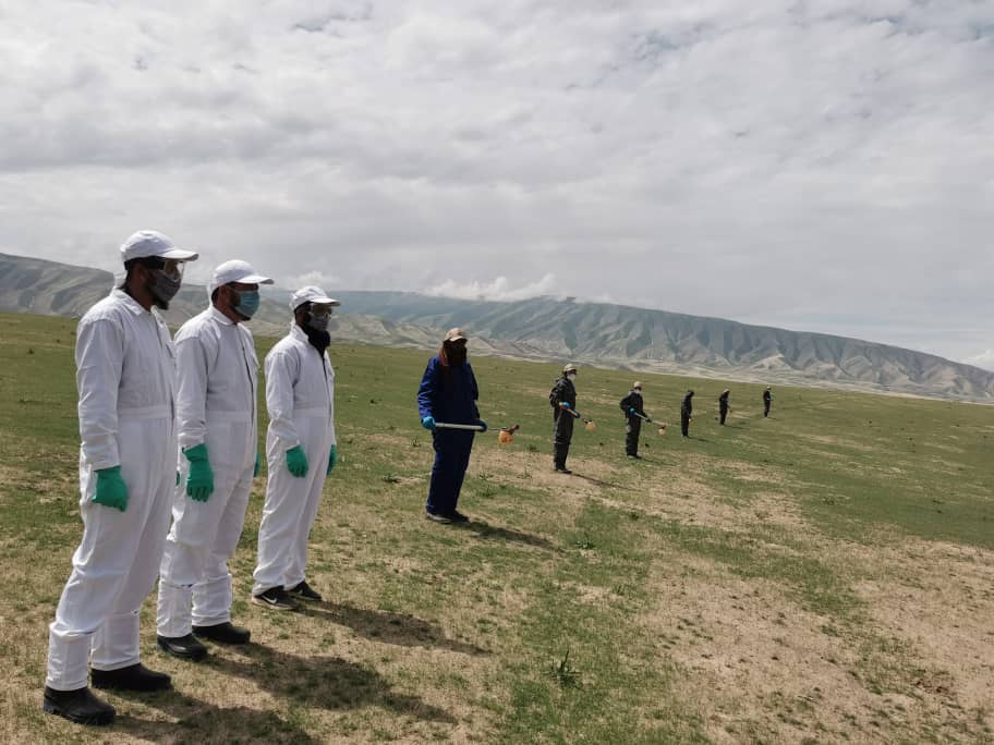 آغاز کمپاین مجادله علیه ملخ‌های مضره زراعتی در سمنگان