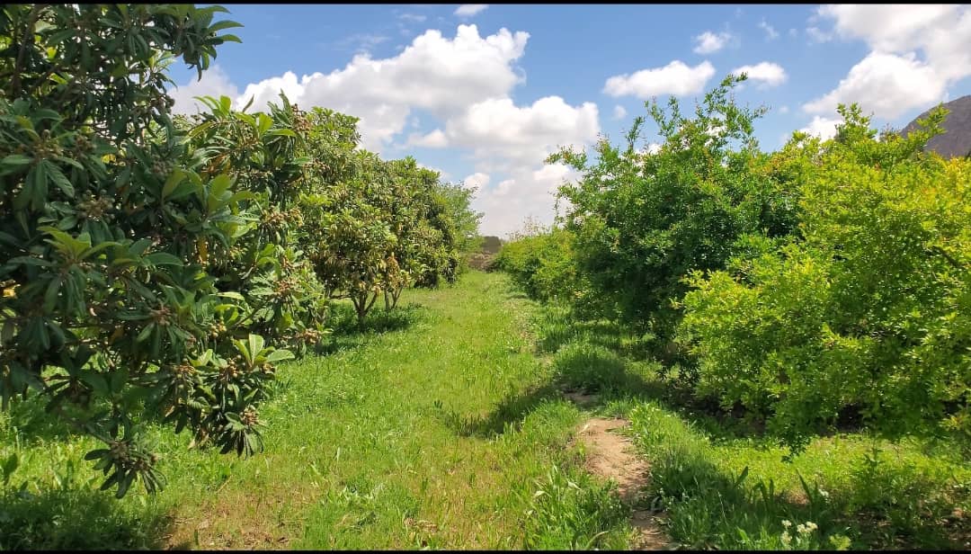 د کندهار کوهکران څېړنیز فارم کي زده کړیالانو ته د عملي زده کړې زمینه برابره شوې