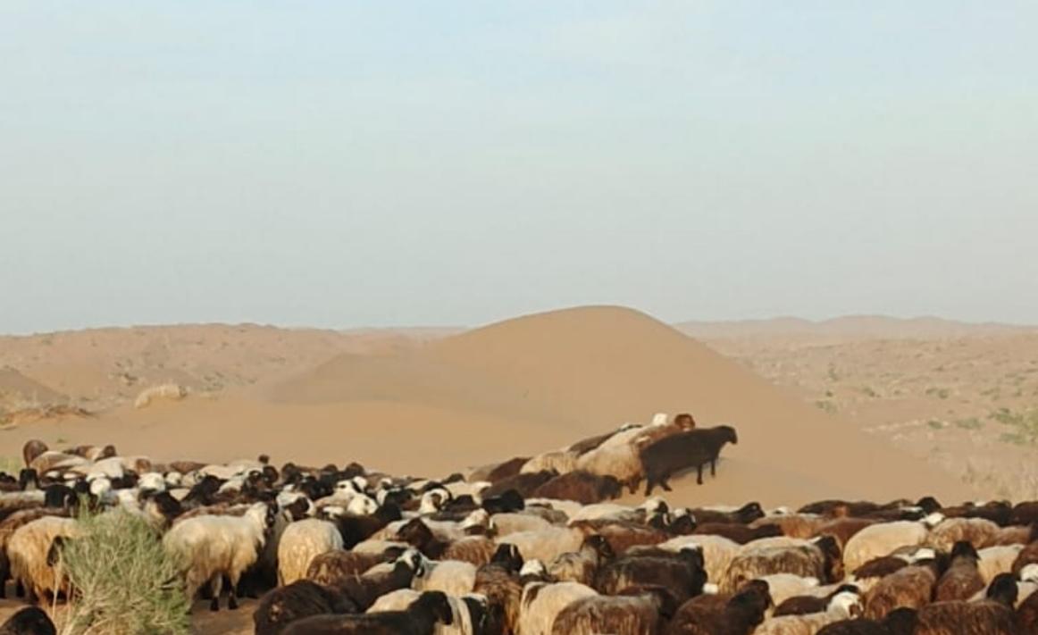 ښورابک فرضي کرښې له لاري پاکستان ته د سلګونو پسونو د قاچاق مخه نیول شوې