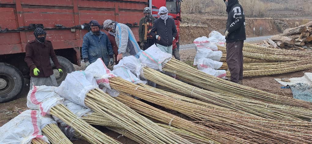 توزیع ۳۰ هزار  نهال‌های غیرمثمر در ولسوالی شیبر بامیان 