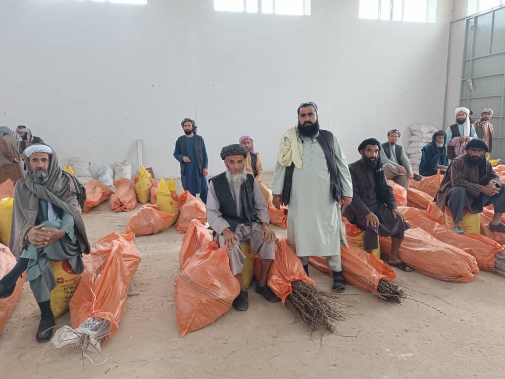 توزیع نهال‌های مثمر و وسایل باغداری برای ۱۰۰ باغدار در جوزجان