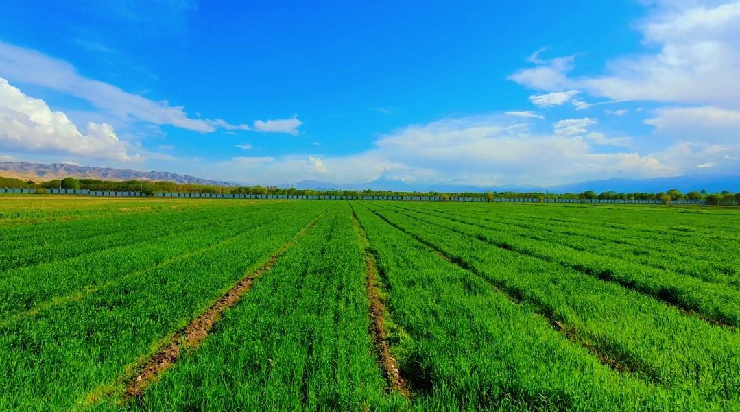 بازدید رئیس زراعت از فارم تحقیقات زراعتی پوزه ایشان