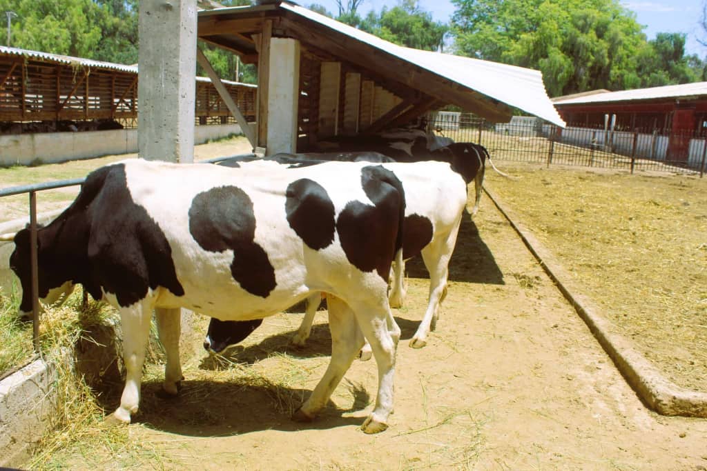 د ننګرهار وادي کرنیز امارتي شرکت کې ۱۰۰ زده‌کړیالانو ته د عملي زده‌کړو زمینه برابره شوه