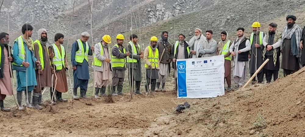 آغاز کمپاین نهال‌شانی بهاری در ولسوالی فرزه ولایت کابل 