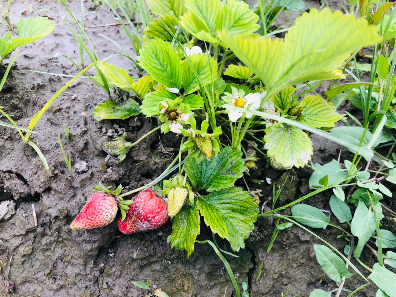 ننګرهار کې د ځمکنیو توتانو کرکېله زیاته شوې؛ سږ کال د ۶۷۰ مټریک ټنو حاصل اټکل شوی