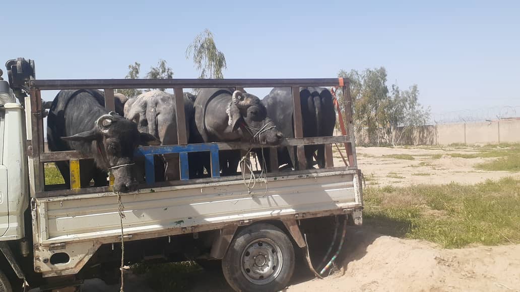 د قاچاقي څارویو پر وړاندې هلې ځلې، دا ځل د ۵۱ څارویو د قاچاق مخه ونیول شوه