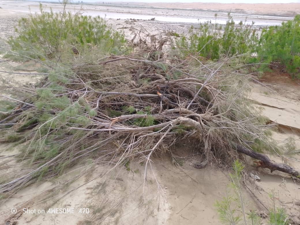 د کندهار پنجوايي کې د ځنګلي بوټو ناقانونه لېږد په پار څارنه وشوه