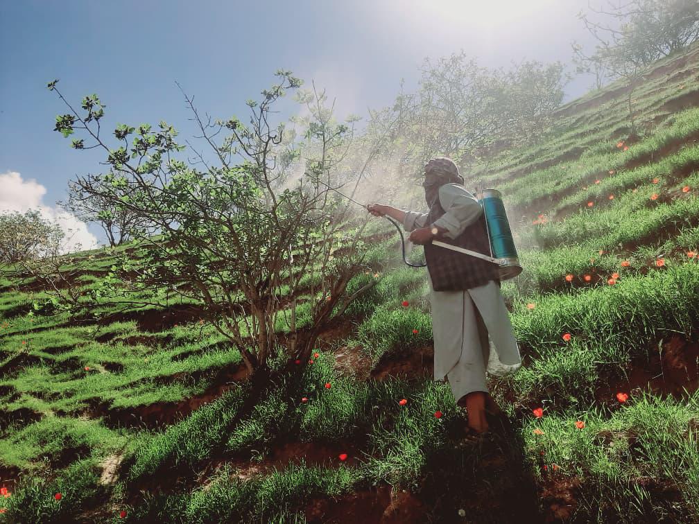 اجرای عملیات دواپاشی در جنگلات پسته طبیعی ولسوالی نهرشاهی بلخ