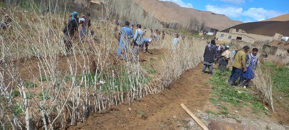 برگزاری کمپاین نهال‌شانی در ولسوالی خدیر دایکندی