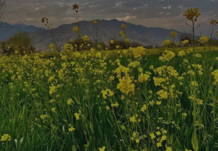 خوست کې د تېلي بوټو کرکیلې په‌پار د ځمکې سروې ترسره شوه