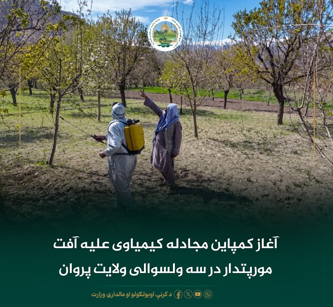 آغاز کمپاین مجادله کیمیاوی علیه آفت مورپتدار در سه ولسوالی ولایت پروان