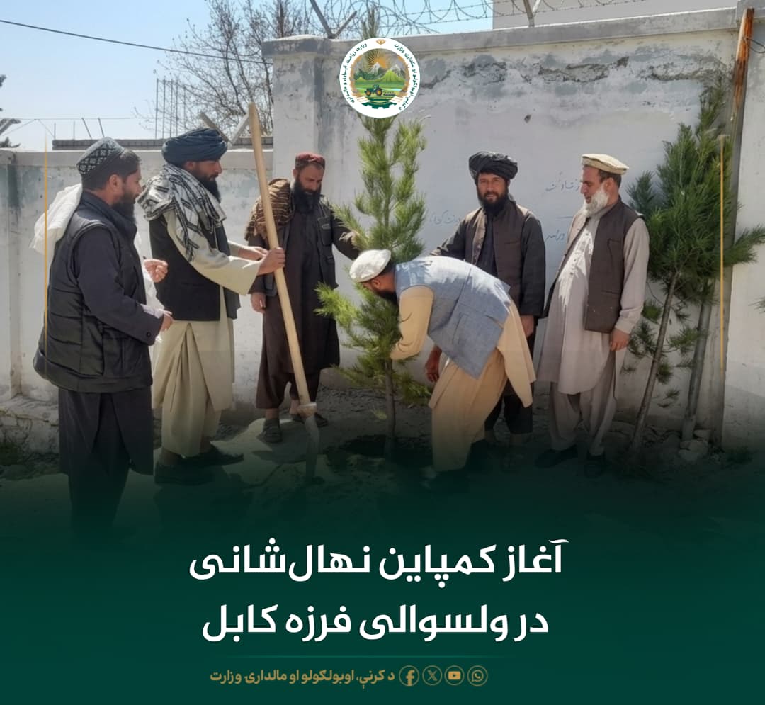 آغاز کمپاین نهال‌شانی در ولسوالی فرزه کابل