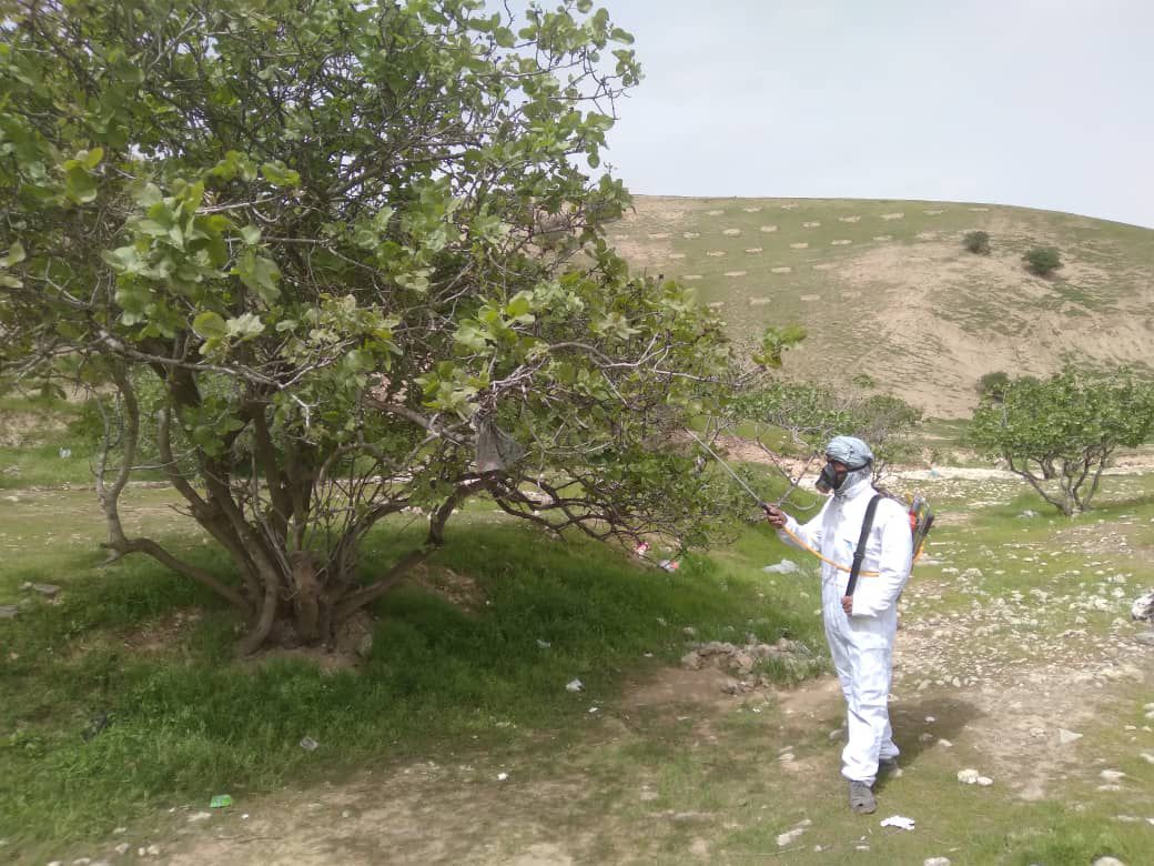 آغاز کمپاین مبارزه میخانیکی و کیمیاوی علیه آفات پسته در بلخ