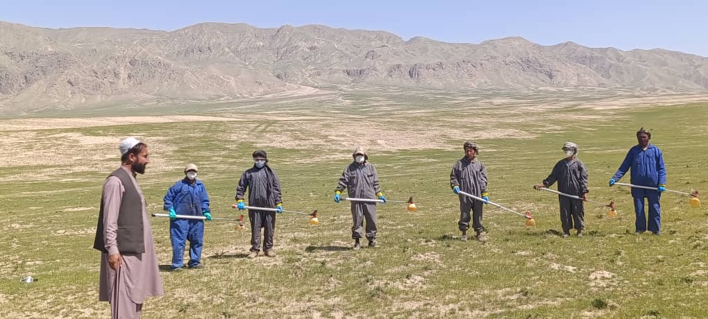 ادامه کمپاین مبارزه با ملخ‌های مضره زراعتی در سمنگان؛ پاکسازی بیش از ۳۱۰۰ هکتار زمین