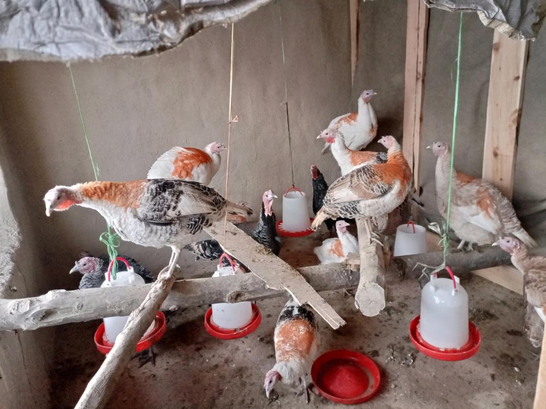 د خوست موسی‌خېلو ولسوالۍ کې فیل‌مرغانو ته د واکسین دویم پړاو پلي شو