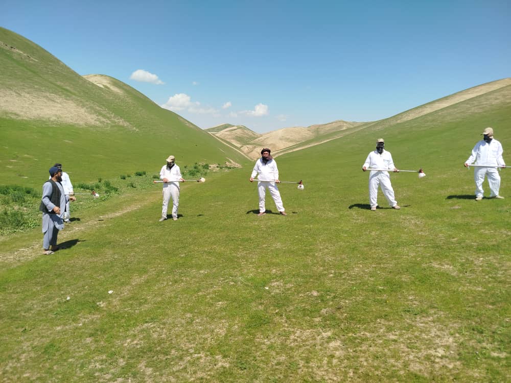 ادامه کمپاین مبارزه با ملخ در سرپل و پاک‌سازی بیش از ۶۰۰ هکتار زمین