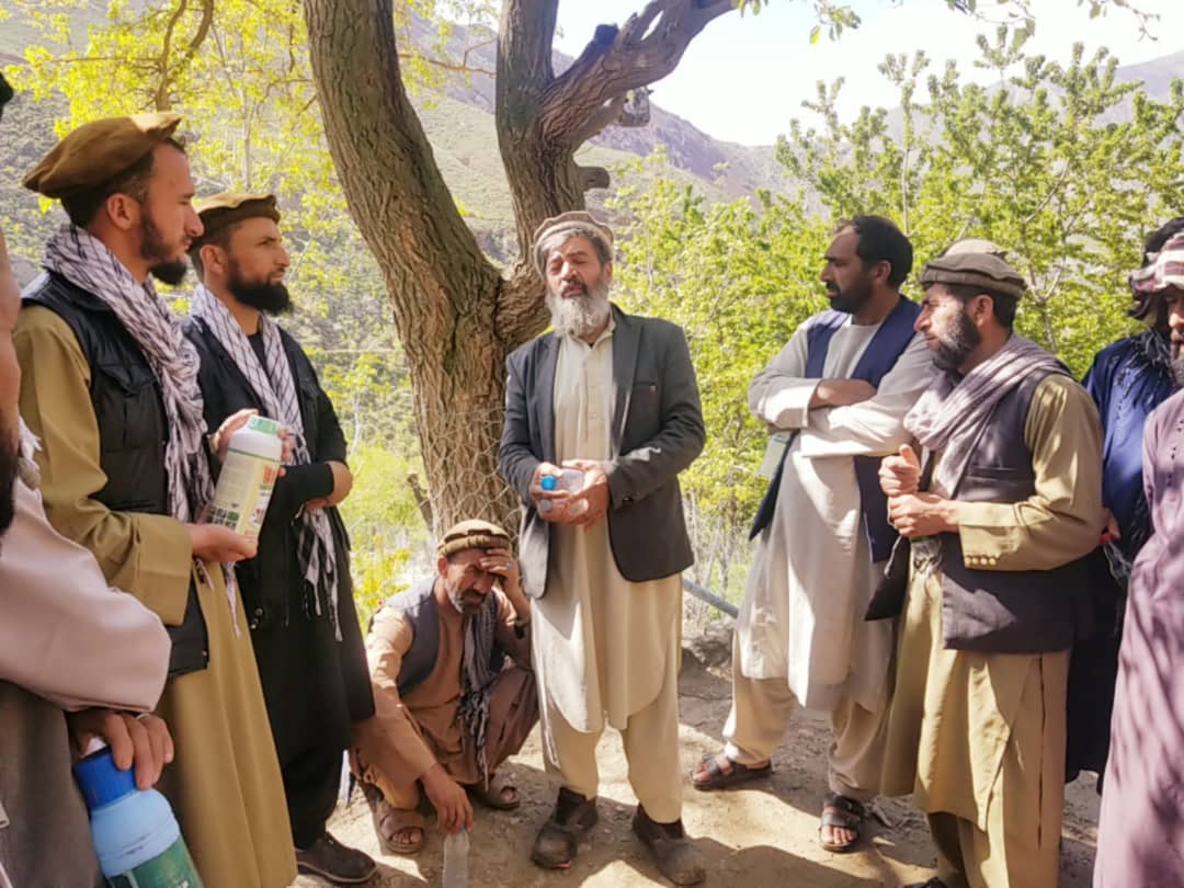 آغاز کمپاین کیمیاوی علیه آفات نباتی در ولسوالی شتل پنجشیر