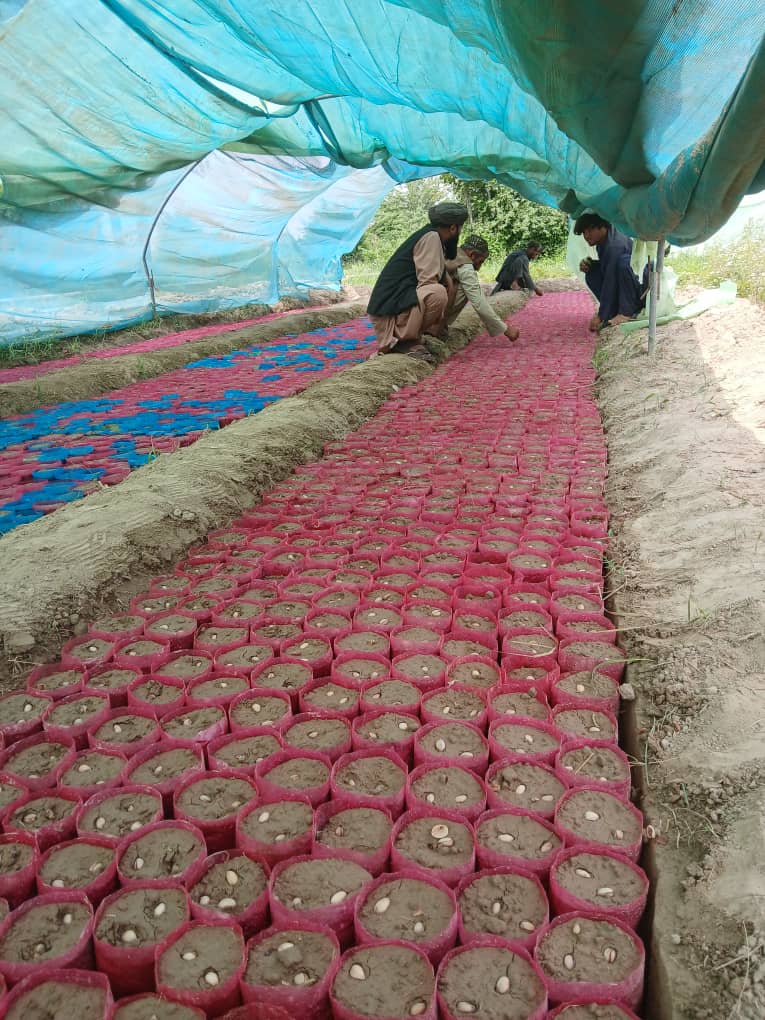 د هلمند د انارباغ نیالګیو روزلوقوریه کې د سلګونو زرو نیالګیو د تخمونو کرلو چارې پای ته ورسېدې