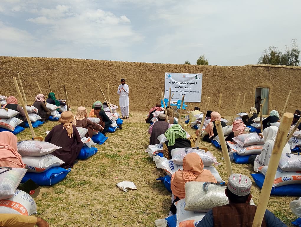 د کوکنارو بدیل کرکیلې په پار د کندهار په دوو ولسوالیو کي پر لسګونه بزګرانو د پنبې تخمونه او کیمیاوي سرې ووېشل شول