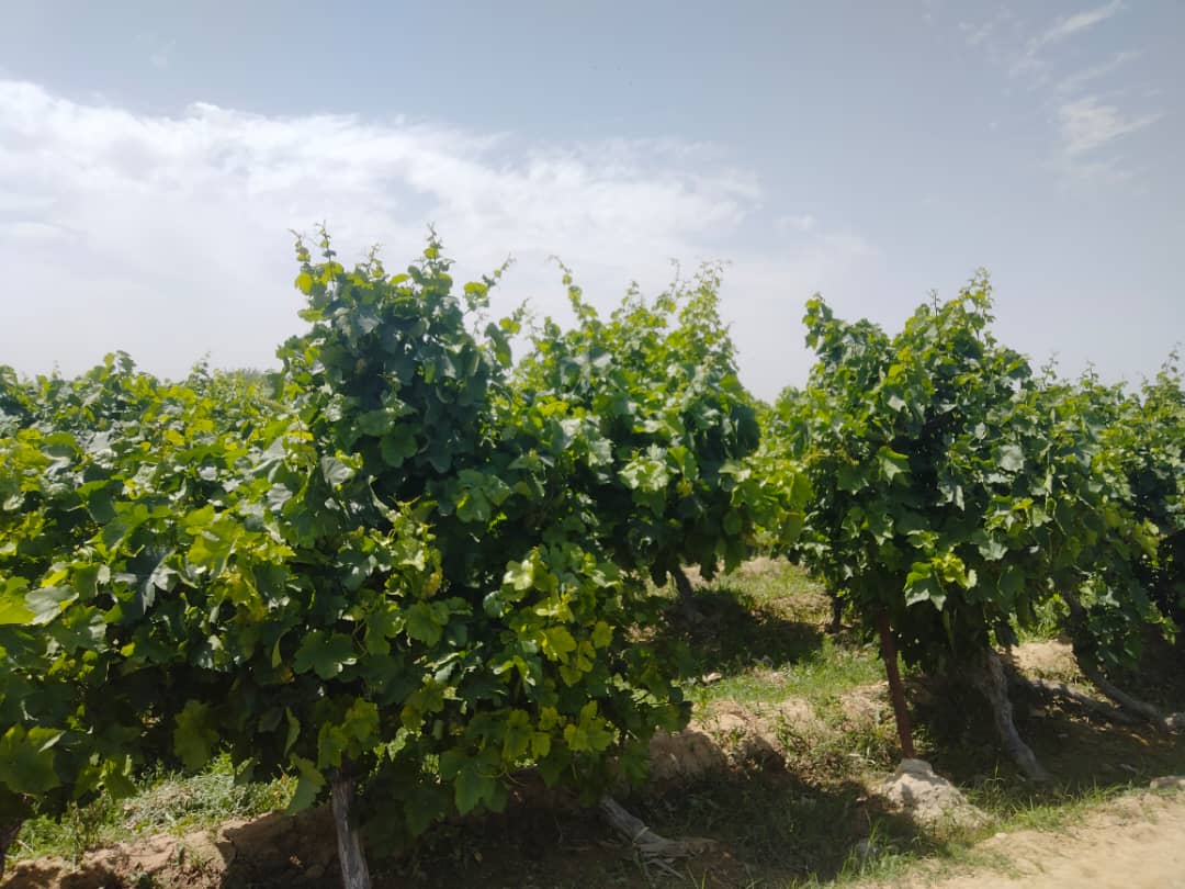 د هلمند مرکز لښکرګاه کې یوشمېر بزګران وروزل شول