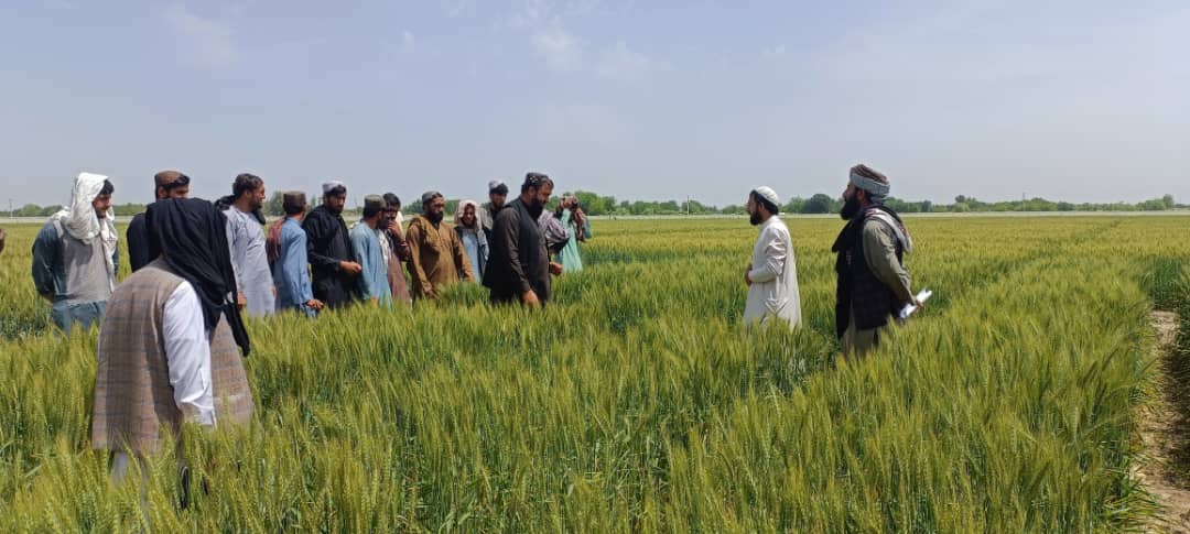 د هلمند څېړنیزو فارمونو کې زده کړیالانو ته د عملي زده کړې زمینه برابره شوې