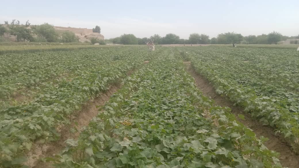 لښکرګاه بولان سیمه کې کروندګرو ته د نباتي ناروغیو او افتونو د مخنیوي په اړه روزنیز پروګرام ترسره شو