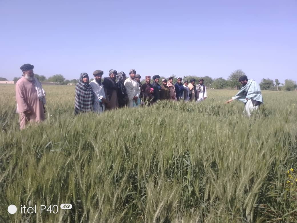 د هلمند څېړنیزو فارمونو کې زده کړیالانو ته د عملي زده کړې زمینه برابره شوې