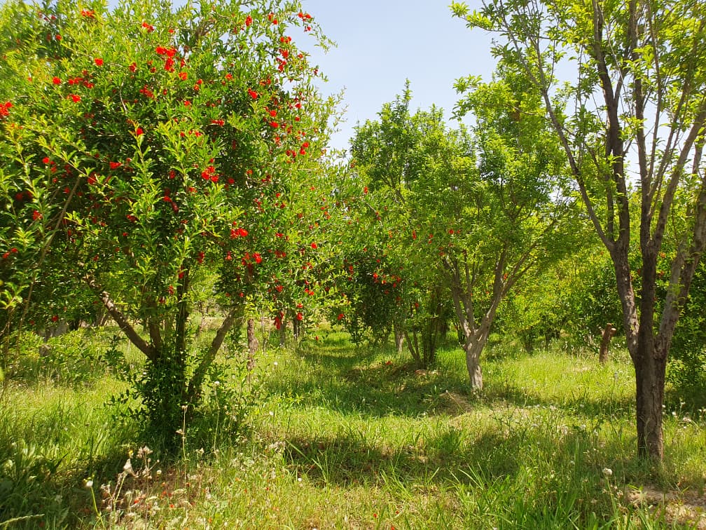 د هلمند مرکز لښکرګاه کې کروندګرو ته د نباتي افتونو د مخنیوي عملي روزنه ورکړل شوه