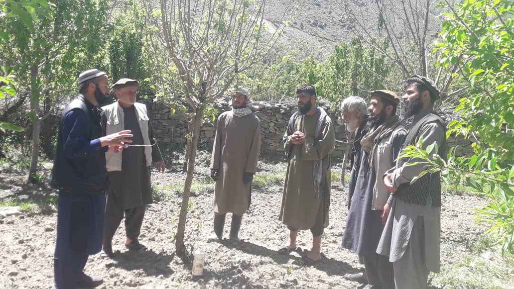 آغاز کمپاین کنترول امراض و آفات نباتی در ولسوالی رخه