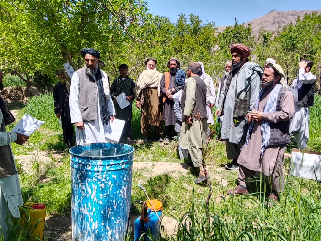نظارت از جریان کمپاین مجادله کیمیاوی علیه آفت مورپتدار در سه ولسوالی‌ ولایت پروان 