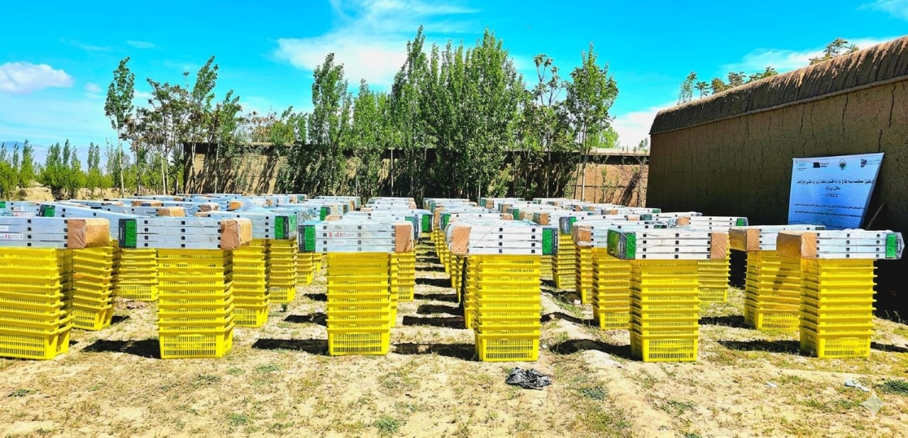 پکتیا کې سلګونو بڼوالو سره د بڼوالۍ اړوند توکو مرسته وشوه