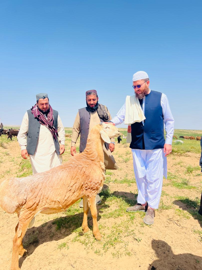 افزایش حاصلات مالداری در سال جاری به‌دلیل گسترش علفچرها و سرسبزی دشت‌ها