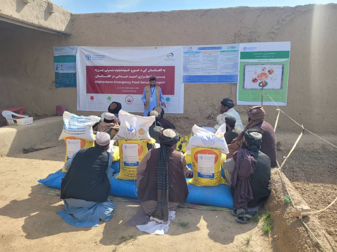 د کندهار ژړۍ کې ۱۳۰ اړمنو بزګرانو ته د جوارو اصلاح شوي تخمونه او کیمیاوي سرې ووېشل شوې