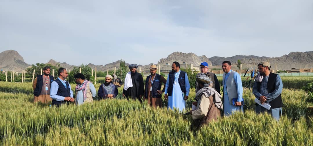 د ملګرو ملتونو د خوړو او کرنې ادارې پلاوي د کندهار څېړنیزو فارمونو څخه لیدنه وکړه