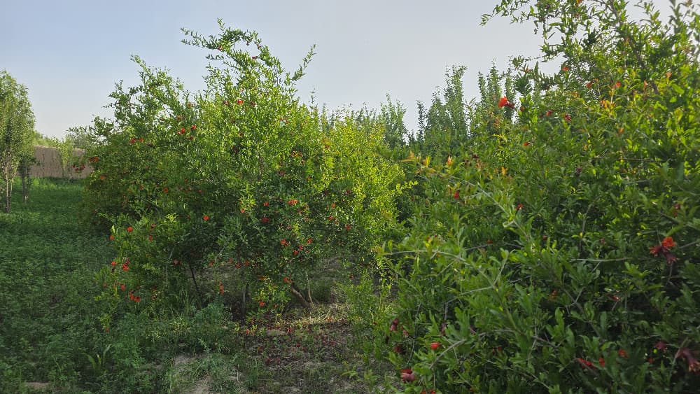 هلمند کې یوشمېر بڼوالو ته د انارو مچ د مخنیوي په اړه روزنه ورکړل شوه