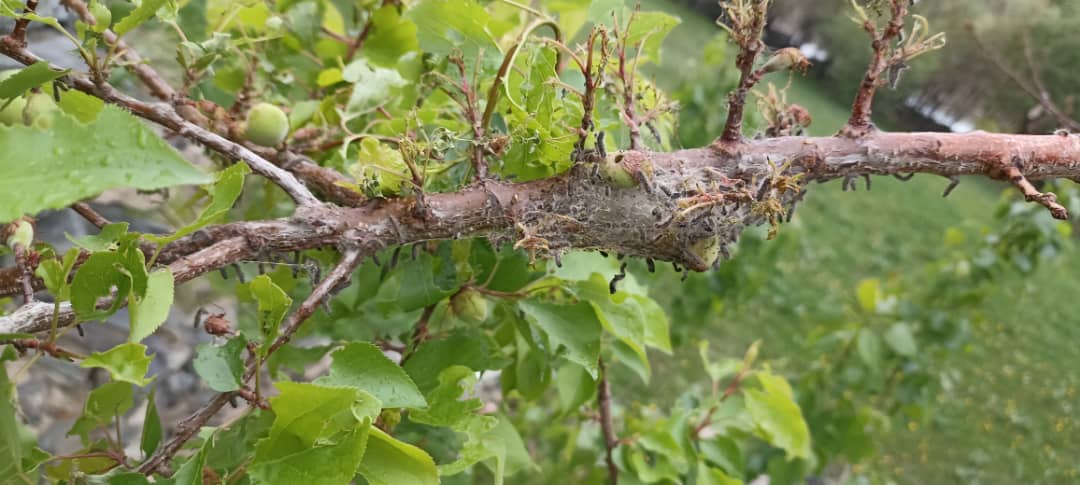 آغاز کمپاین مبارزه با آفات نباتی در ولسوالی دره ولایت  پنجشیر