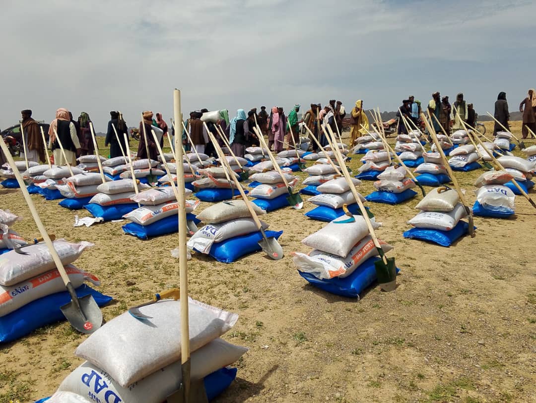 د کوکنارو بدیل کرکیلې په پار د کندهار په دوو ولسوالیو کي پر لسګونه بزګرانو د پنبې تخمونه او کیمیاوي سرې ووېشل شول