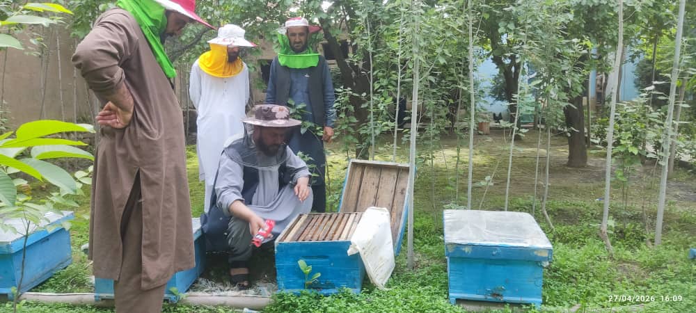 توزیع زنبور عسل به هدف تقویت ظرفیت‌های محلی و ایجاد بدیل معیشتی در بدخشان