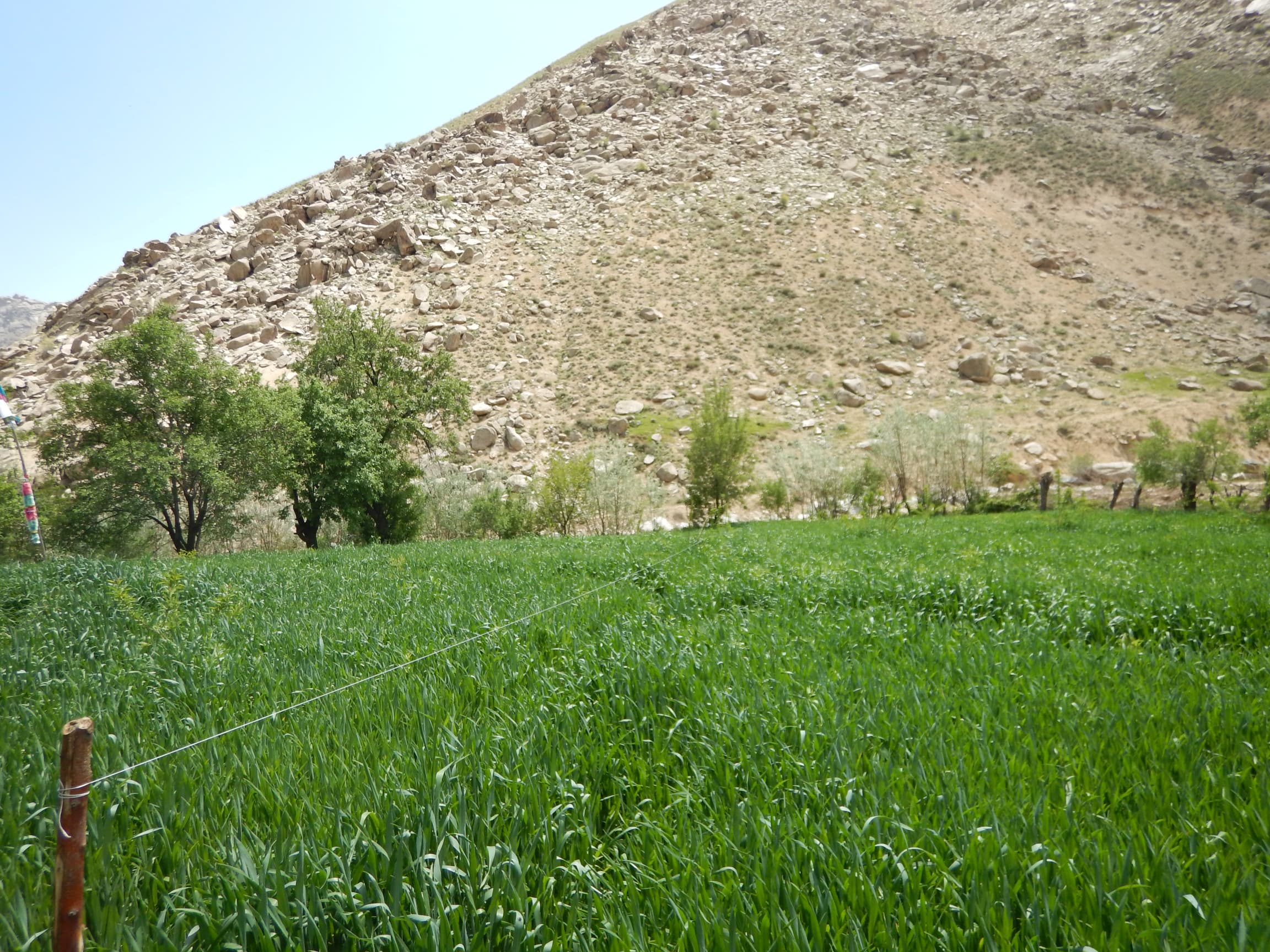 ملاقات با دهاقین و نظارت از قطعه نمایشی گندم در دایکندی